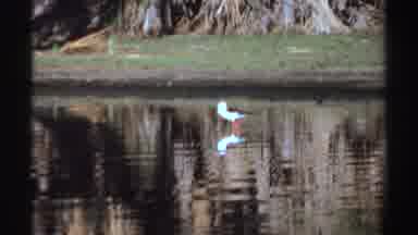 Sudan (1969): A Thirsty Bird Is Walking On Top Of Frozen Water Looking For A Drink