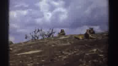 Sudan (1969): Pack Of Lioness hanging Out On A Hillside In The Sun