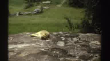 Sudan (1969): A Clip Showing A Flat Rocky Ground Surrounded By Catered Trees And