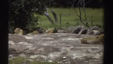 Sudan (1969): Lions In The Jungle Lying Down And Their Lionesses