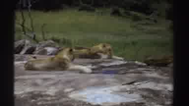 Sudan (1969): Three Lionesses Resting On Grey Rocks On A Clear Day