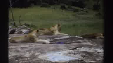 Sudan (1969): Three Lions Resting Laying On Rocks In A Field With Trees In The
