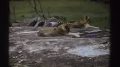 Sudan (1969): Young Lions Enjoy The View Of Nature In Its Natural Environment