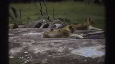 Sudan (1969): Lions Lying Down On Large Flat Rock Green Grassland In Distance One