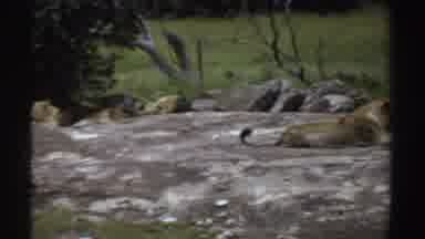 Sudan (1969): Pride Of Lionesses Sunbathing On Rocks In The Middle Of The Savannah