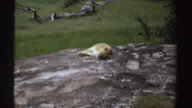 Sudan (1969): Happy Lion Family In Mountain Enjoying Nature