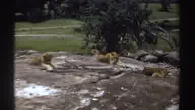 Sudan (1969): Three Tigers Rest While Laying Down Near A Tree And Grass