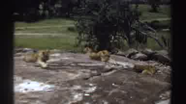 Sudan (1969): Three Golden Lions Sunbathing On Rocky Bluff Near Grassy Area And