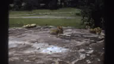 Sudan (1969): Lion Resting On Rock