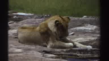 Sudan (1969): A Young Lion Sitting On A Rock And Lying Down