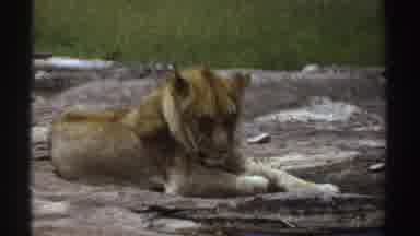 Sudan (1969): Lion Falling Asleep