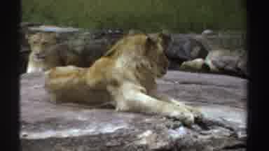 Sudan (1969): Male Lion And His Wife Are In Their Habitat