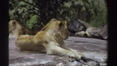 Sudan (1969): Pair Of Lionesses Resting On Grey Rocks On A Clear Day