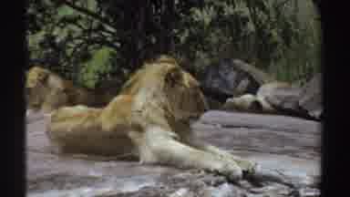 Sudan (1969): An Adult Lion Laying On A Rock Under The Sun