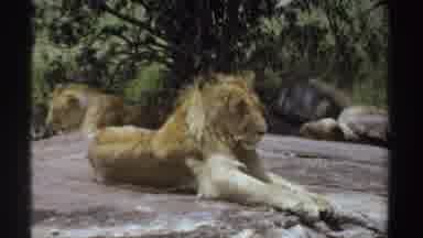 Sudan (1969): Pride Of Lions Lying Down On Sunny Day One Lying On Giant Flat Rock