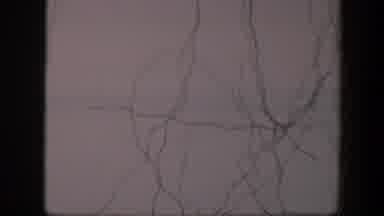 Utah (1951): Tree Branches Moving