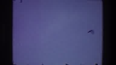 Toledo Ohio (1968): Nature Gives Birds Freedom To Show The Beauty Of Flight