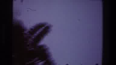 Toledo Ohio (1968): Bird Watching Flying Away Fast And Camera Fail