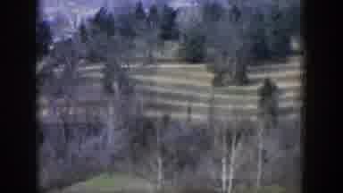 Texas-1951: View Of Green Trees And Grass On A Clear Day