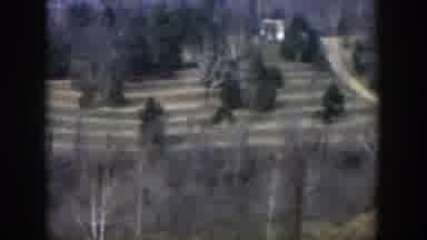 Texas (1951): A Forest In Winter Time Couple Evergreen Trees Old Film