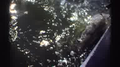 Nigeria-1969: View Of Large Grey Fish On Hook While Still In Water On A Sunny Day