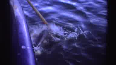 Nigeria (1969): Fish Gets Poked Out Of Water
