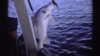 Nigeria (1969): People Pulling Large Grey And White Fish Onto Boat On A Sunny Day