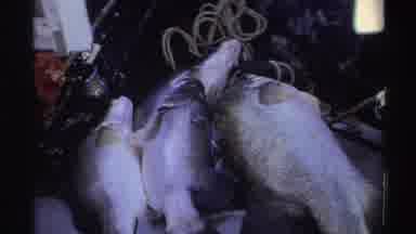 Nigeria (1969): On A Table There Lie Four Dead Fish