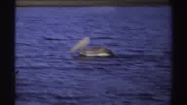 Nigeria (1969): Pair Of Grey Pelicans Swimming In Blue Ocean Water On A Clear