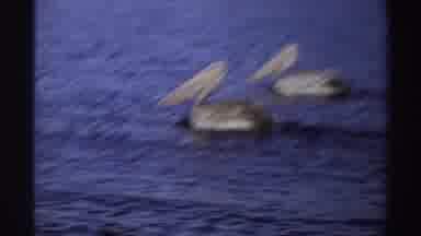 Nigeria (1969): Two Pelican Birds With Long Beaks Slowly Swimming On A Calm Blue