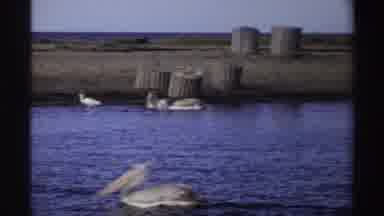 Nigeria (1969): Group Of Pelicans Enjoy A Relaxing Sea Bath