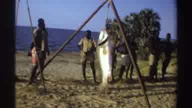 Nigeria (1969): Seven Men Weighing Large White Fish On A Bright Sunny Day