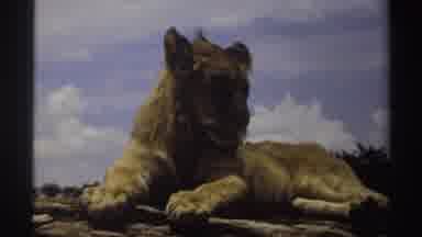 Nigeria (1969): Tiger Resting On Top Of A Rock