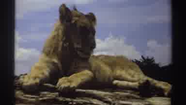 Nigeria (1969): Lion With Very Short Mane Sitting On A Rock Turning To See The