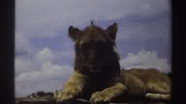 Nigeria (1969): Resting Lion With A Man Walking Away Holding A Briefcase