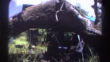 Nigeria (1969): People Under Tree Playing Sitting Wildlife Nature