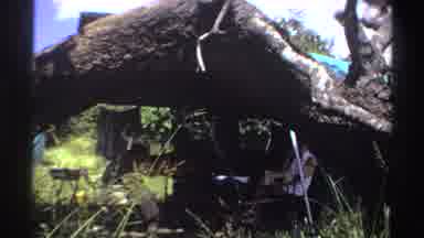 Nigeria (1969): A Beautiful Sunny Day Nubian Ibex Is Freely Walking Across The