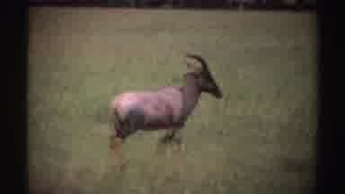 Nigeria (1969): Footage Of Wild Animal Surfing Nature
