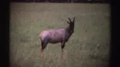 Nigeria (1969): Antelope Looks At Camera Twitches Ears And Starts To Walk Away In