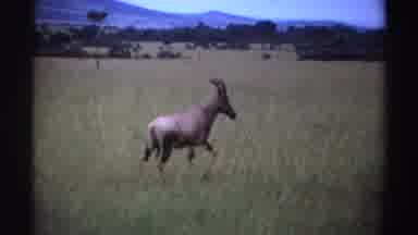 Nigeria (1969): Three South Andean Deer Graze Grass Prairie In Landscape Forest