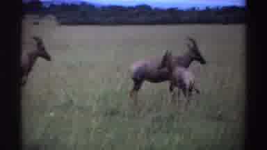 Nigeria (1969): The Animals Stand Together In The Field And Watch Out For Other