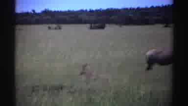 Nigeria (1969): Wild Animals Enjoying The Outdoors On A Sunny Day And Laying In