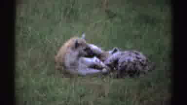 Nigeria (1969): Pair Of Hyenas Resting In Green Grass On A Clear Day