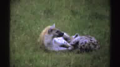 Nigeria (1969): Two Hyenas Resting Open Field