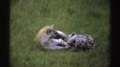 Nigeria (1969): Couple Of Hyenas Lying In The Bush Standing Hyena Looking Back
