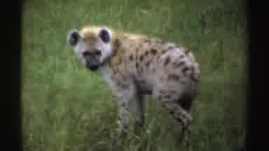 Nigeria (1969): A Dingo Stopped In A Grassy Area And Turning Around To Look At Her