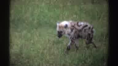 Nigeria (1969): Walking Hyena In Search For Food