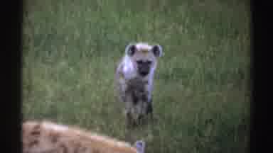 Nigeria (1969): Circle Of Life A Hyena Intent On Getting Food Is Observed By