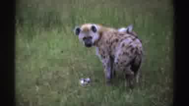 Nigeria (1969): Hyena Scratches Ear While Standing In Green Field In A Clear Day