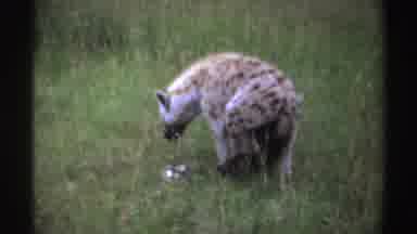 Nigeria (1969): Two Wild Animals Forming A Group In A Field